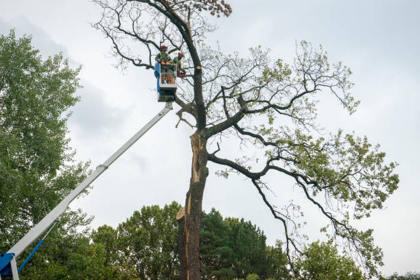 How Our Tree Care Process Works  in  Spry, PA